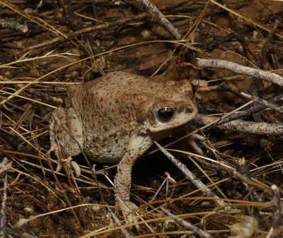 Red-spotted Toad - Anaxyrus punctatus