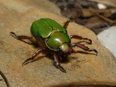 LeConte's Chrysina - Chrysina lecontei