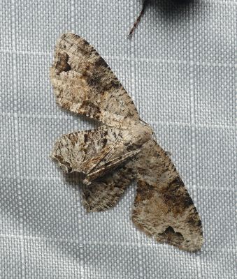 Scoopwing Moth - Callizzia