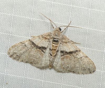 moth2.JPG