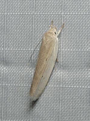 moth4.JPG