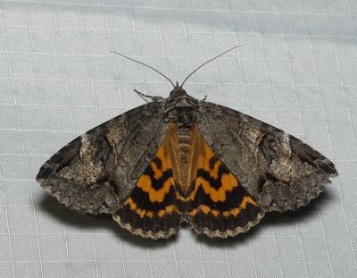 Locust Underwing - Euparthenos nubilis