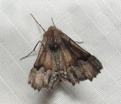 Moth - Pero