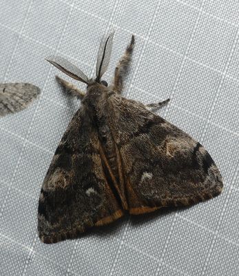 Douglas-fir Tussock Moth - Orgyia pseudotsugata