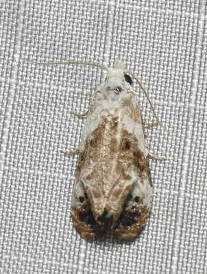 Moth - Phtheochroa huachucana