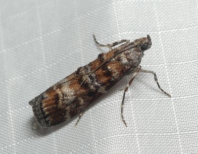 Western Pine Moth - Dioryctria cambiicola