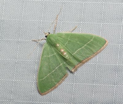 Emerald - Nemoria zelotes