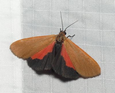 Showy Holomelina - Virbia ostenta