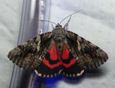 Underwing - Catocala violenta