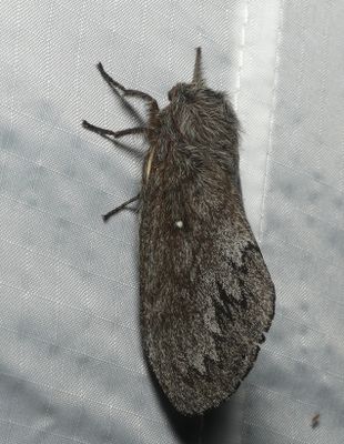Moth - Gloveria arizonensis