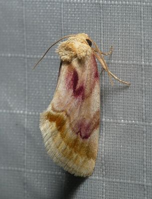Moth - Chamaeclea pernana