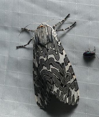 Painted Tiger Moth - Arachnis picta