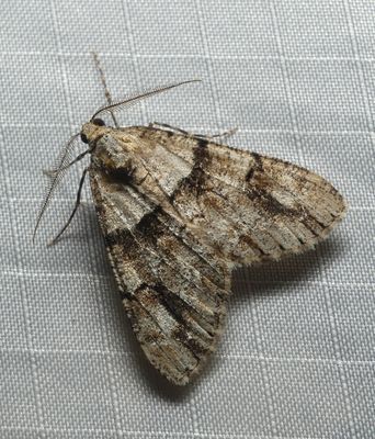 Moth - Vinemina