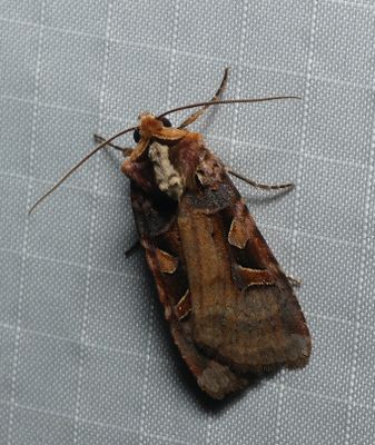 Moth - Xestia conchis
