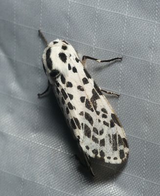 Many-spotted Tiger Moth - Hypsocompe permaculata