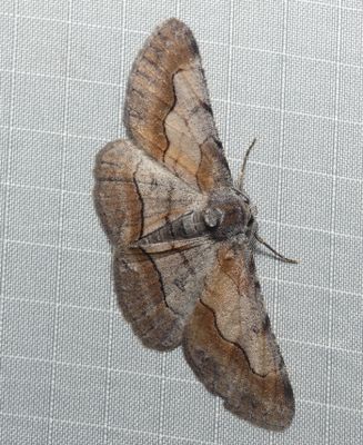 Moth - Stenoporpia macdunnoughi