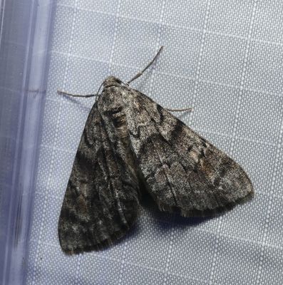 Moth - Galenara lixarioides