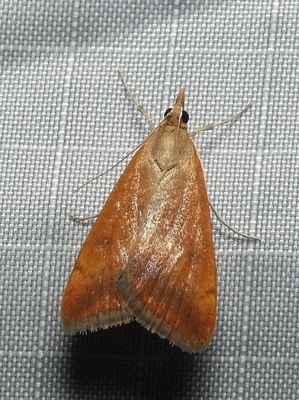 Garden Webworm Moth - Achyra rantalis>
