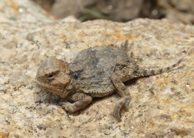 Greater Short-horned Lizard - Phrynosoma hernandesi