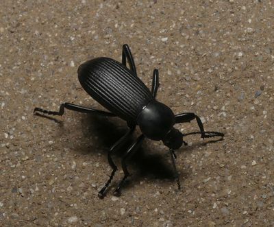 Desert Stink Beetle - Eleodes