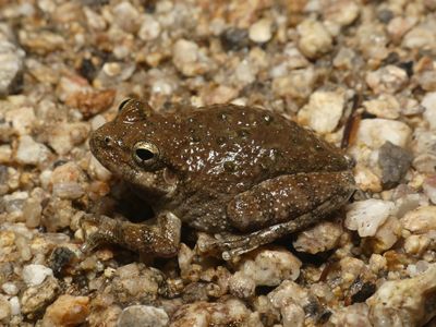 Canyon Treefrog - Hyla arenicolor