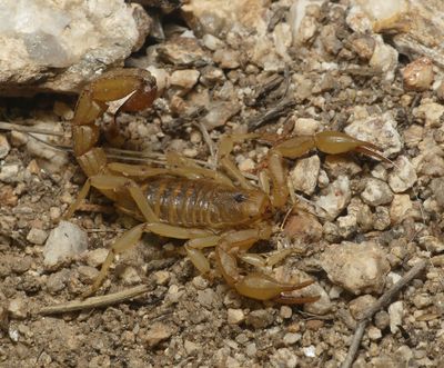Stripe-tailed Scorpion - Paravaejovis spinigerus