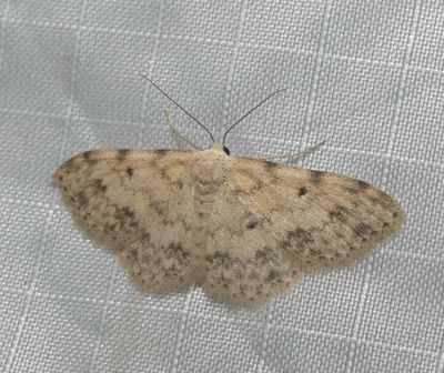 Moth - Scopula plantagenaria