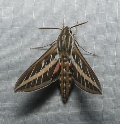 White-lined Sphinx - Hyles lineata