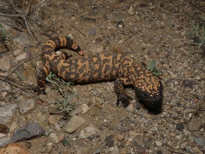 Gila Monster - Heloderma suspectum