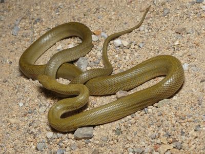Green Ratsnake - Senticolis triaspis