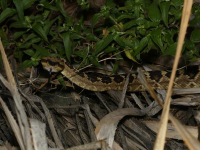 Northern Blacktailed Rattlesnake - Crotalus molossus molossus