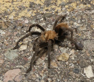Desert Blonde Tarantula - Aphonopelma chalcodes