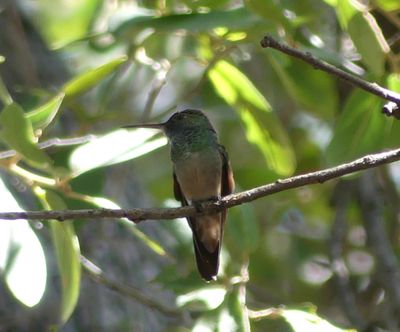 Berylline Hummingbird - Saucerottia beryllina