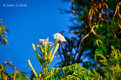 Reaching for the Sky