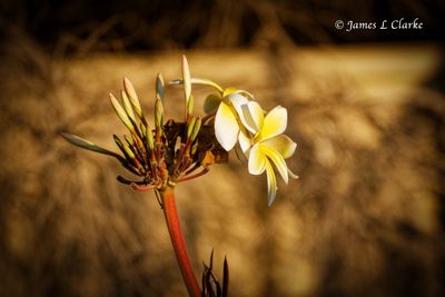 Starting to Bloom