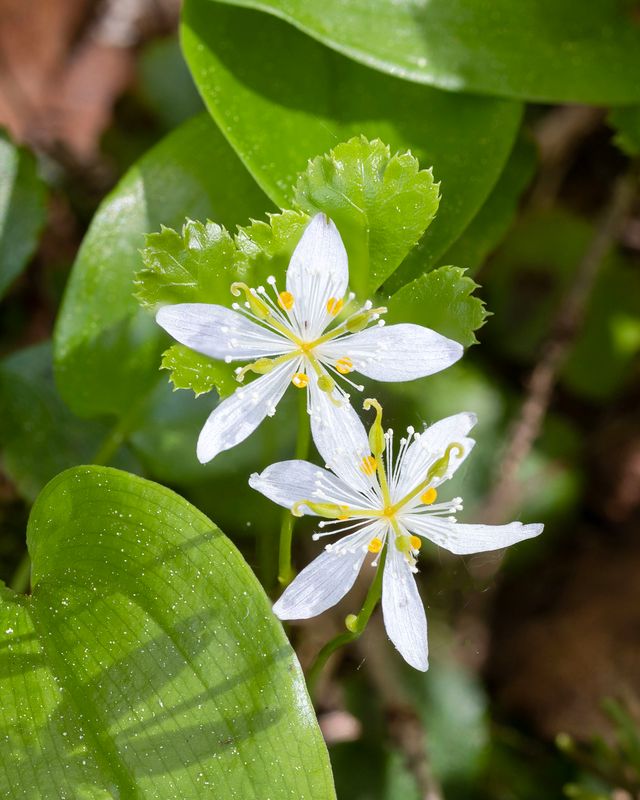 Goldthread (Coptis trifolia)