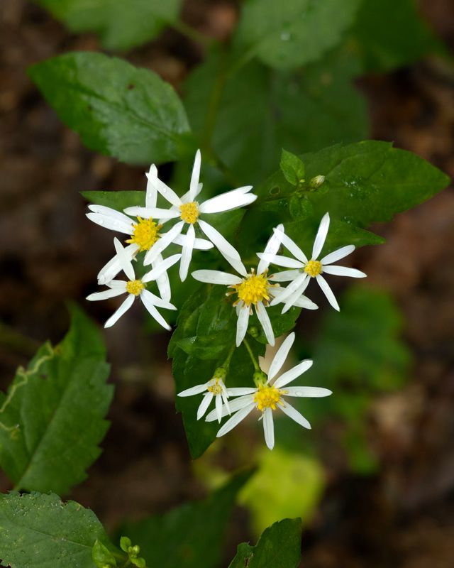 White Wood Aster