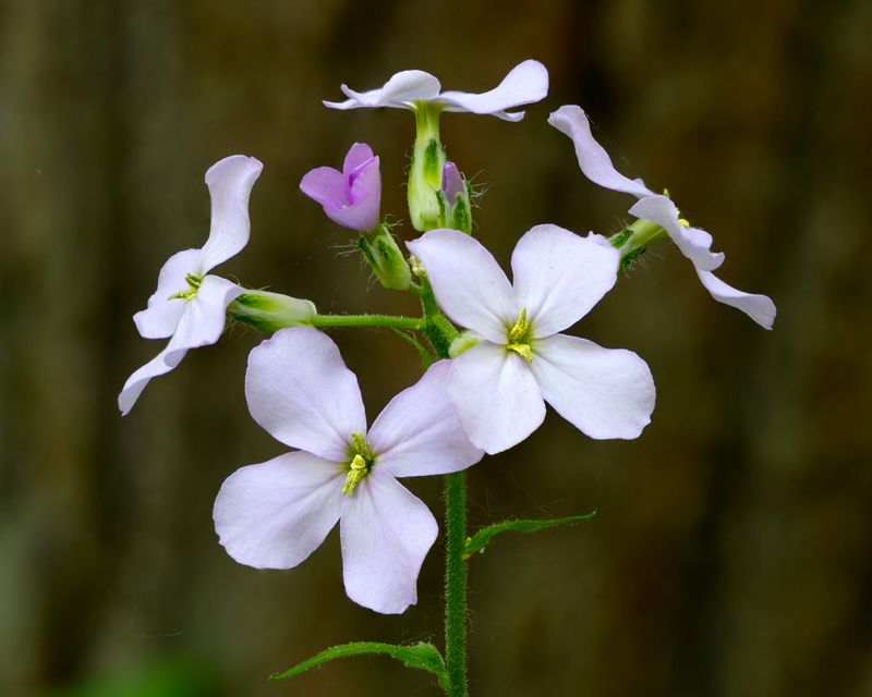 Dames Rocket (Hesperis matronalis)