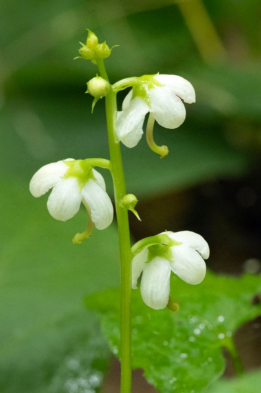 Common Shinleaf (Pyrola americana)