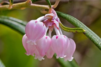 Bog rosemary (Andromeda polifolia)