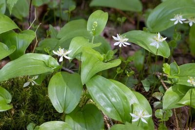 Goldthread (Coptis trifolia)