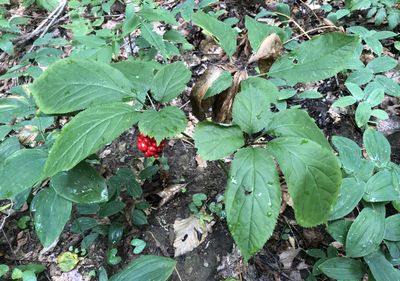 American ginseng (Panax quinquefolius)