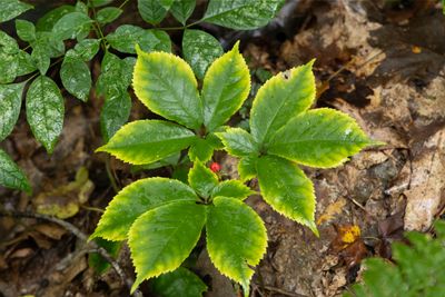 American ginseng (Panax quinquefolius)