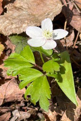 Wood Anemone (Anemone quinquefolia)
