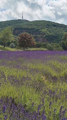 Tarcal és Tokaj - Tarcal and Tokaj