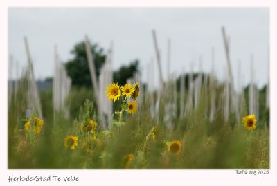 Flowers