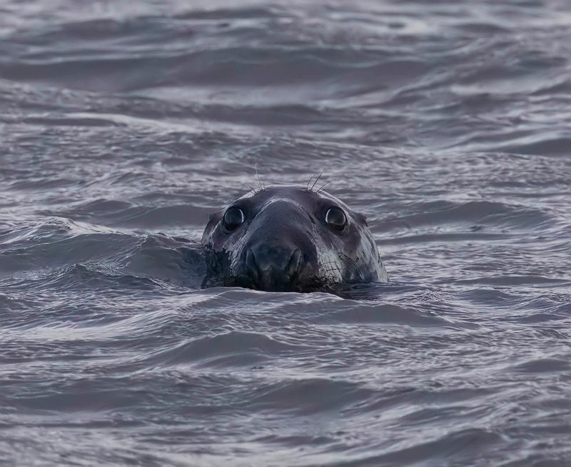 Grey Seal