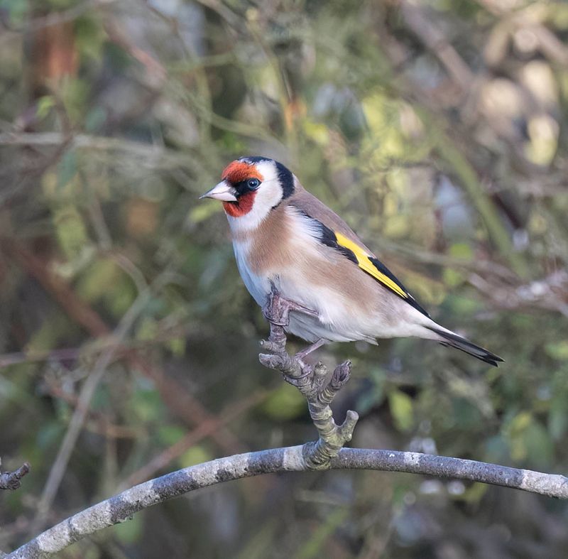 Goldfinch