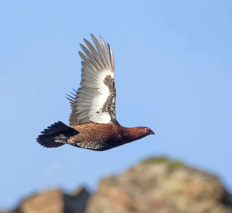 Red Grouse