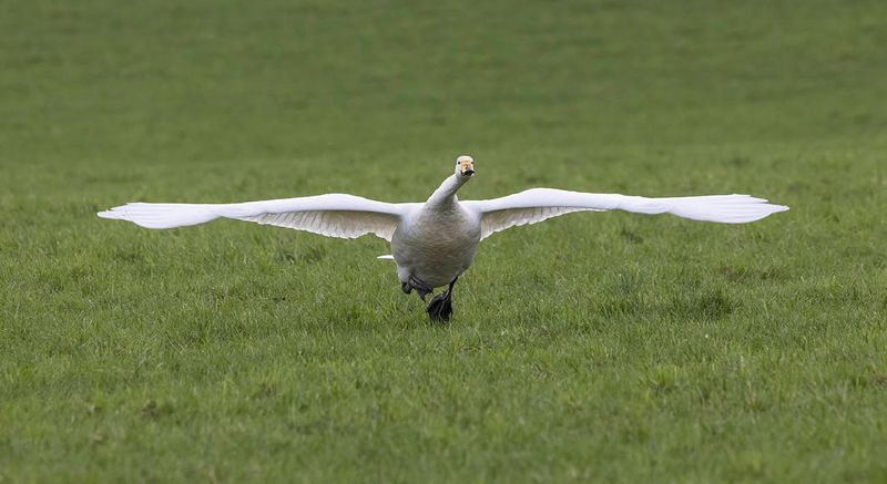 Whooper Swan